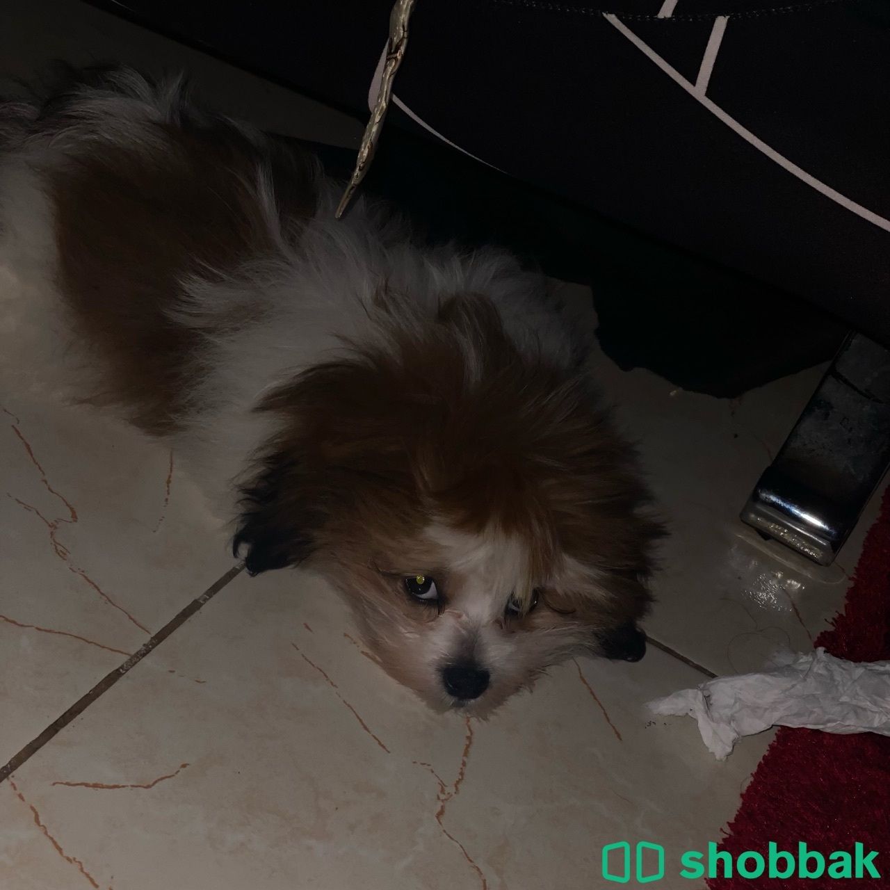 كلب لطيف Shobbak Saudi Arabia