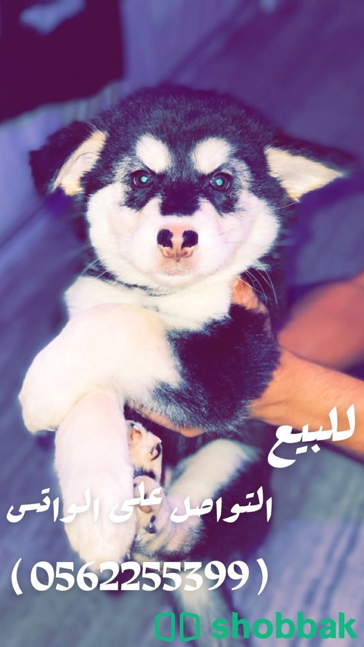(( كلب للبيع )) Shobbak Saudi Arabia