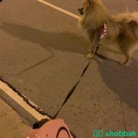 كلب للبيع بومرينيان  شباك السعودية