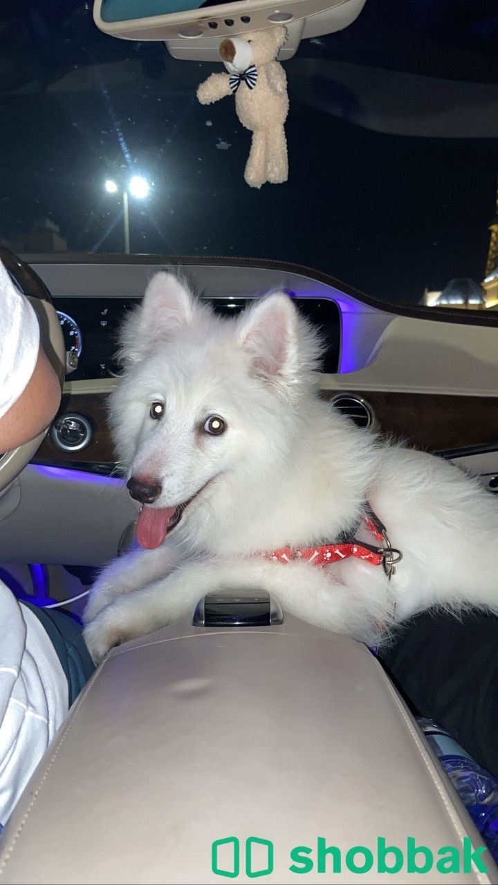 كلب للبيع هاسكي Shobbak Saudi Arabia