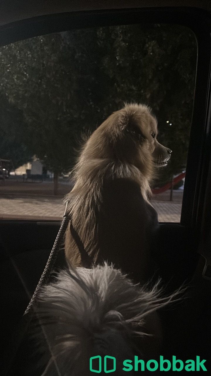 كلب مالتيز على السوم شباك السعودية
