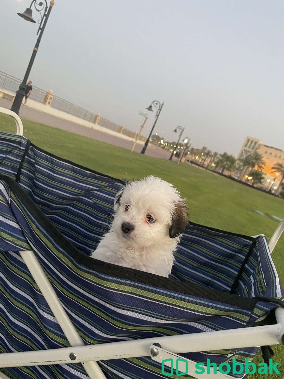 كلب مالتيز Shobbak Saudi Arabia