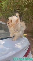 كلب مالتيز انثى للبيع Shobbak Saudi Arabia