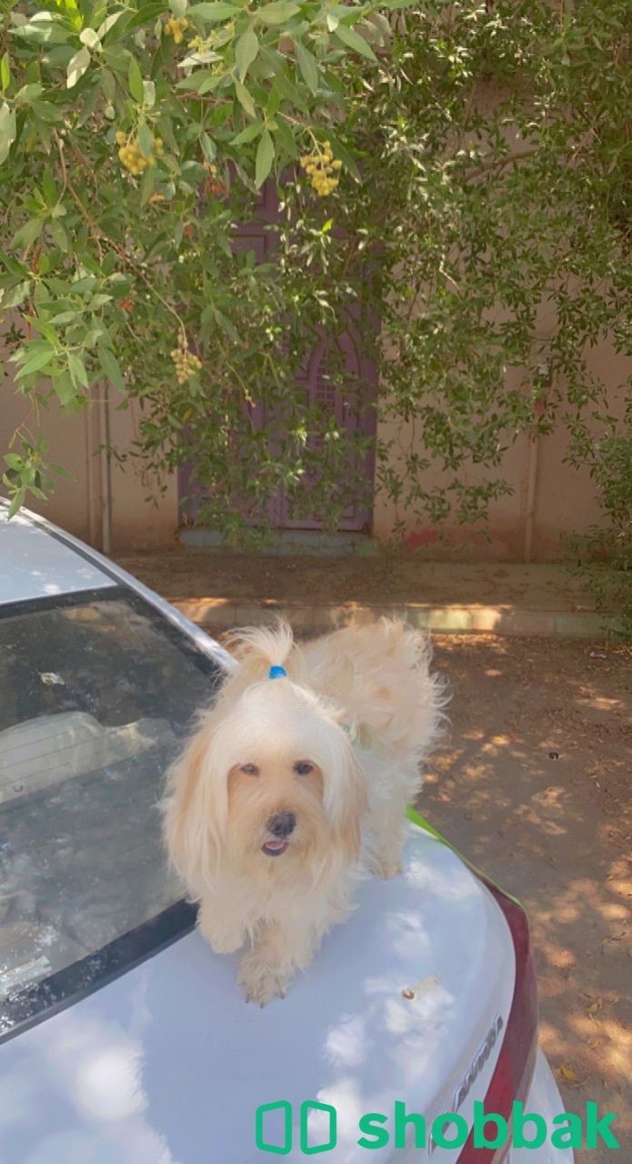 كلب مالتيز انثى للبيع Shobbak Saudi Arabia