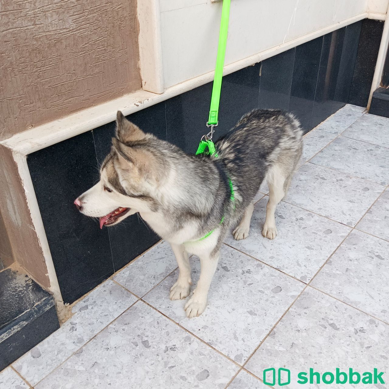 كلب هاسكي Shobbak Saudi Arabia