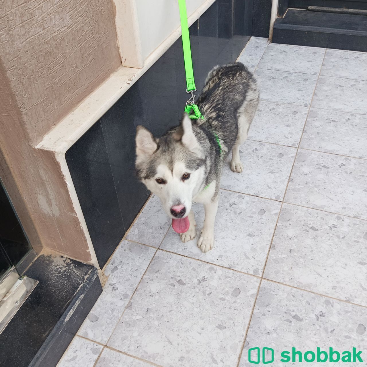 كلب هاسكي Shobbak Saudi Arabia