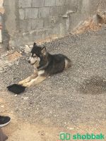 كلب هاسكي Husky تم. انقاذه Shobbak Saudi Arabia