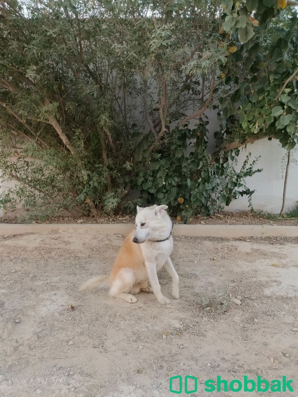 كلب هاسكي ابيض لببيع شباك السعودية