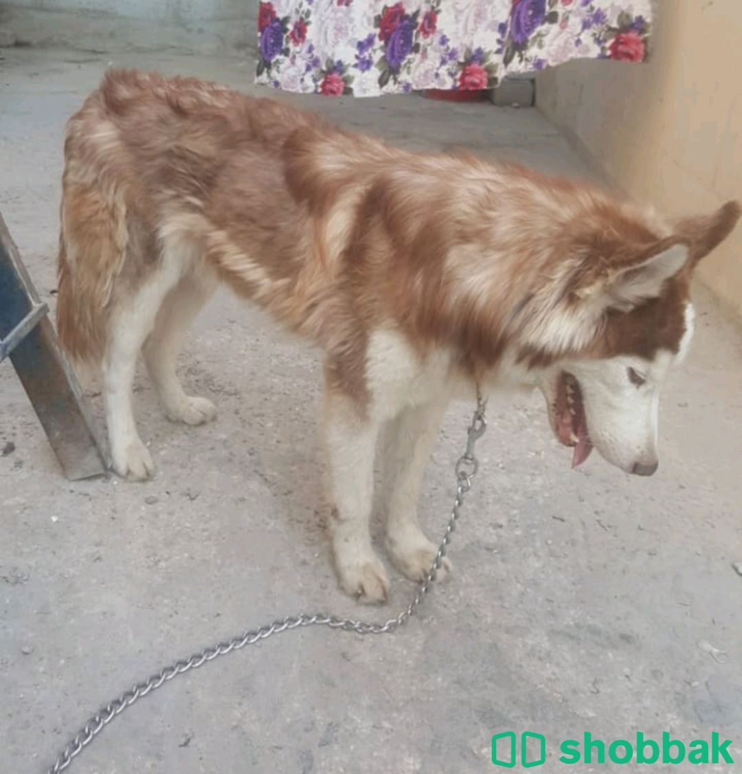 كلب هاسكي للبيع في السوم Shobbak Saudi Arabia