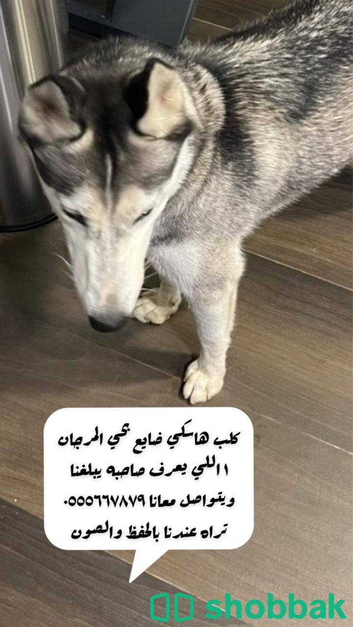 كلب هاسكي للتبني  شباك السعودية