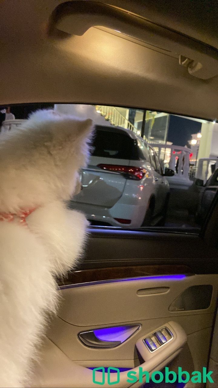 كلب هاسكي مالموت Shobbak Saudi Arabia