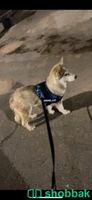 كلب هاسكي مالموت للبيع  شباك السعودية