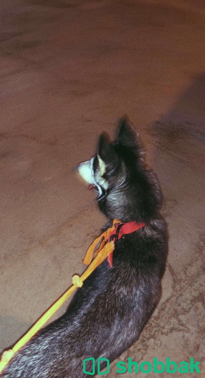 كلب هاسكي متدرب  شباك السعودية