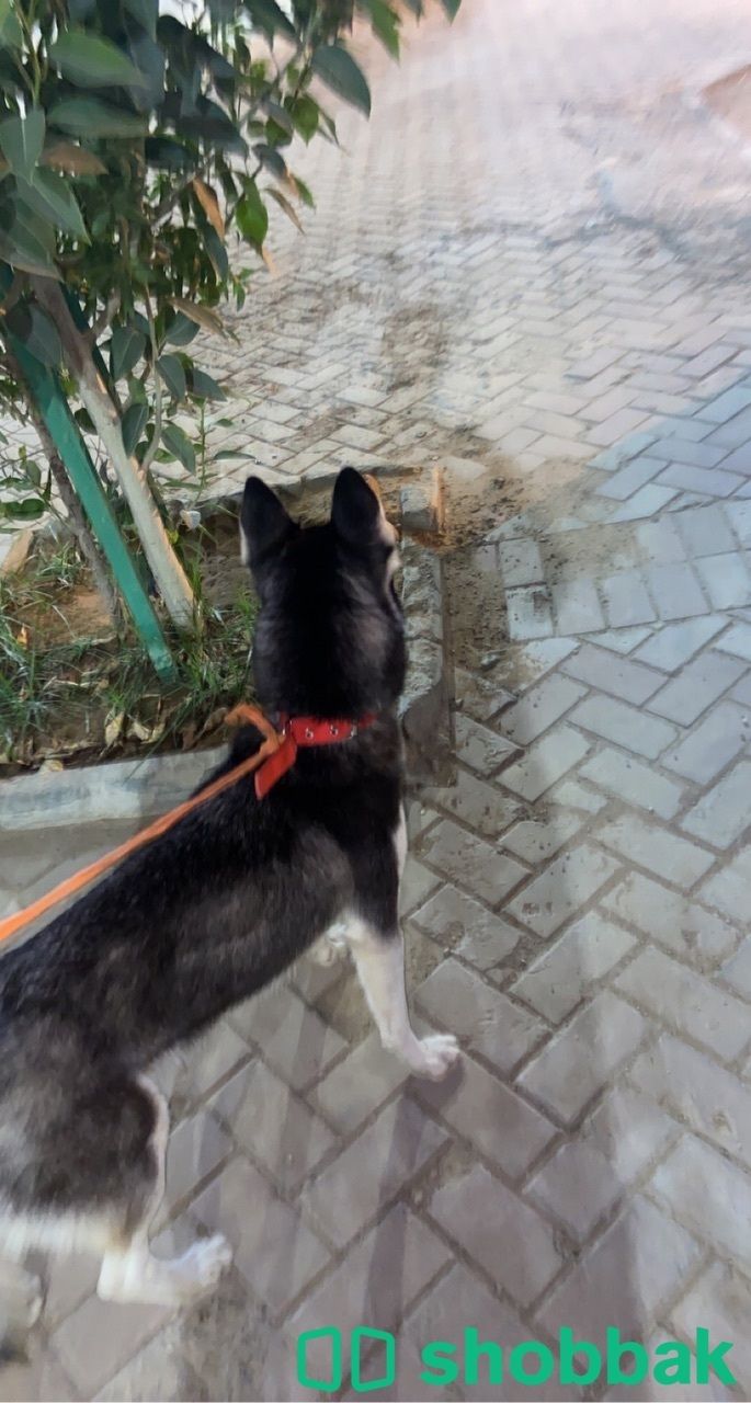 كلب هاسكي متدرب  شباك السعودية