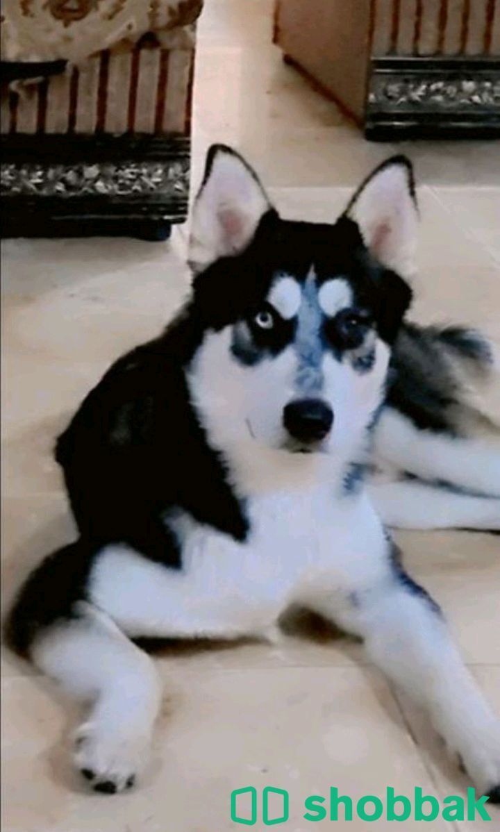 كلب هاسكي مفقود Shobbak Saudi Arabia