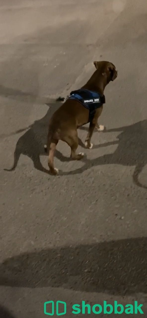 كلبة بيتبول للبيع  شباك السعودية