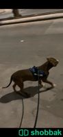 كلبة بيتبول للبيع  شباك السعودية
