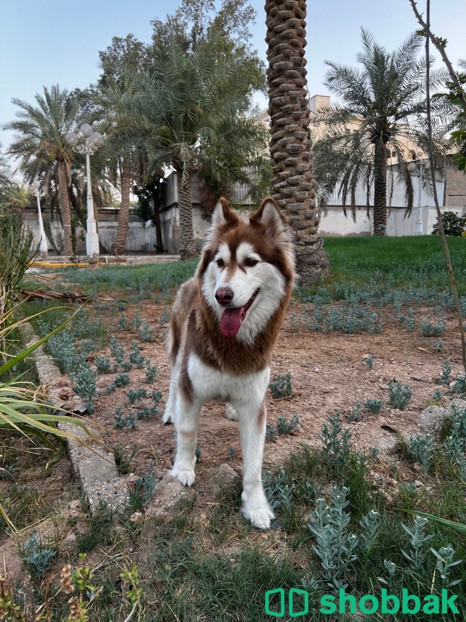 كلبه هاسكي للبيع شباك السعودية