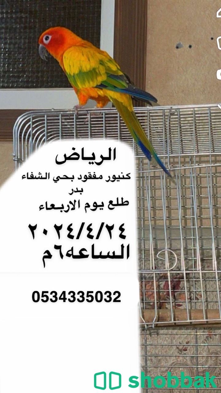 كنيور مفقود بالشفا الرياض  Shobbak Saudi Arabia