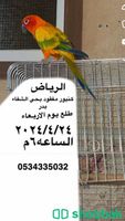 كنيور مفقود بالشفا الرياض  Shobbak Saudi Arabia