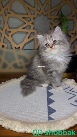كيتن قطط شهرين قطط صغيره للبيع شباك السعودية