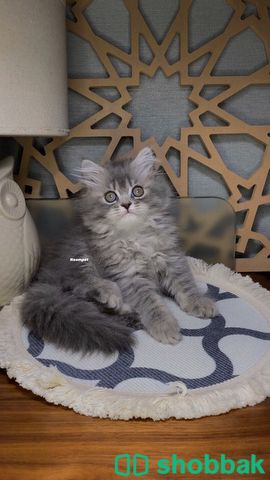 كيتن قطط شهرين قطط صغيره للبيع شباك السعودية