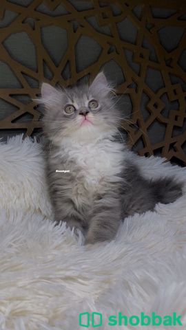 كيتن قطط شهرين قطط صغيره للبيع Shobbak Saudi Arabia