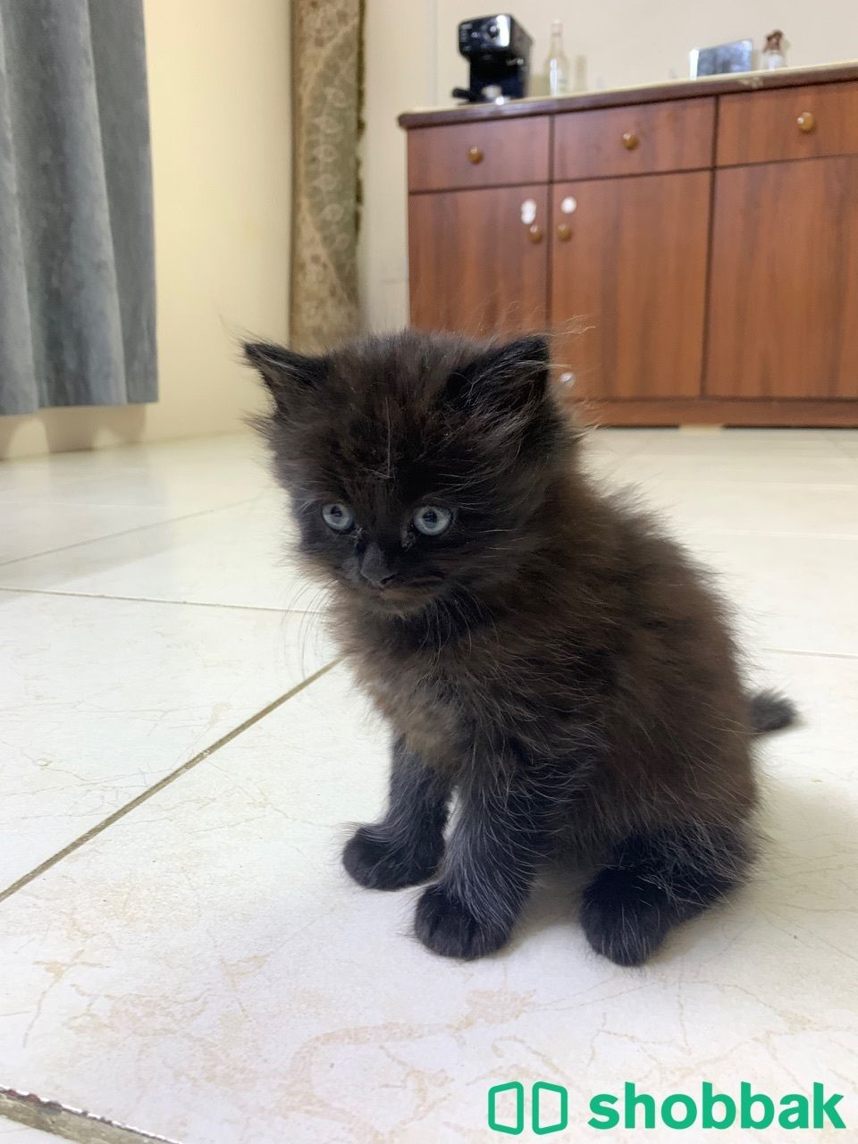 كيتن للبيع  شباك البحرين