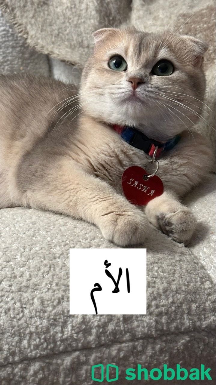 كيتن متاحين للحجز Shobbak Saudi Arabia