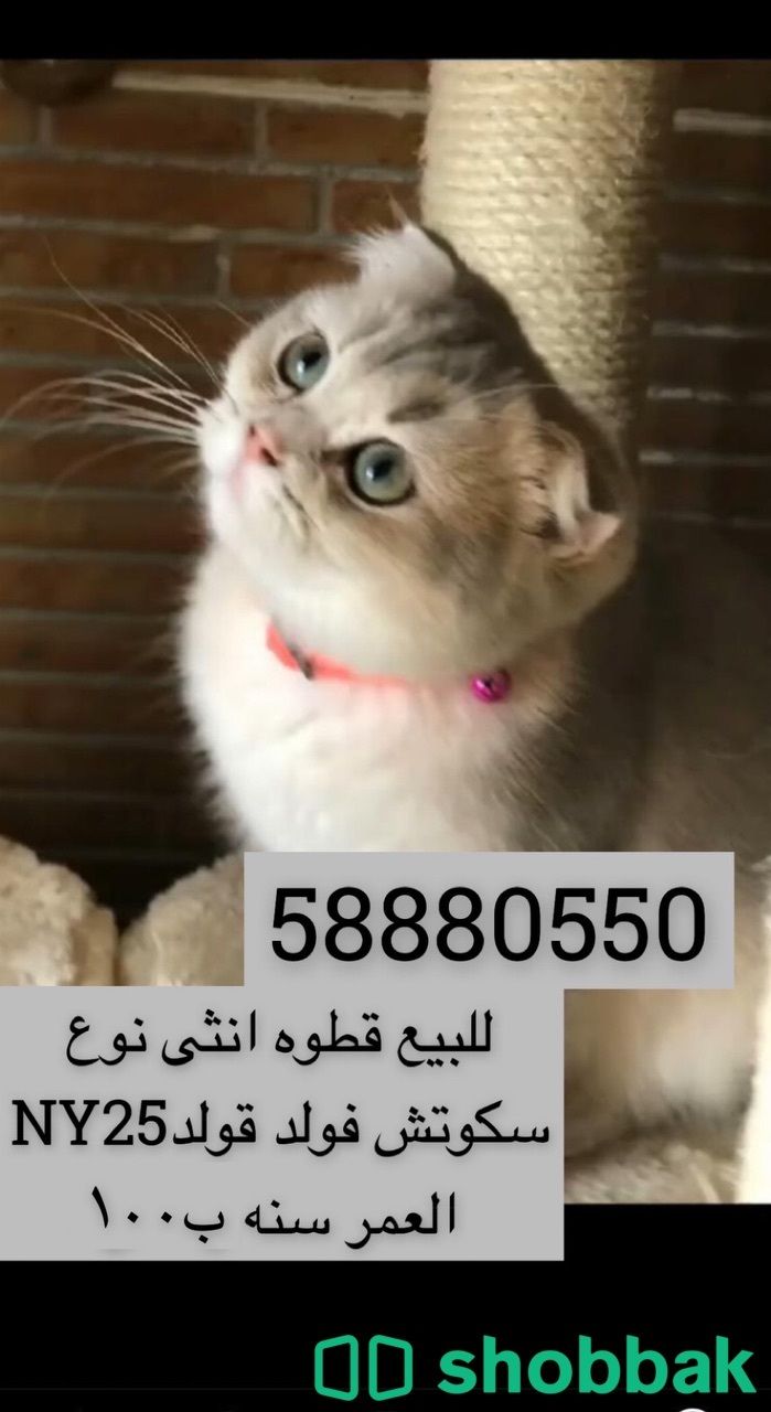 للبيع  شباك الكويت