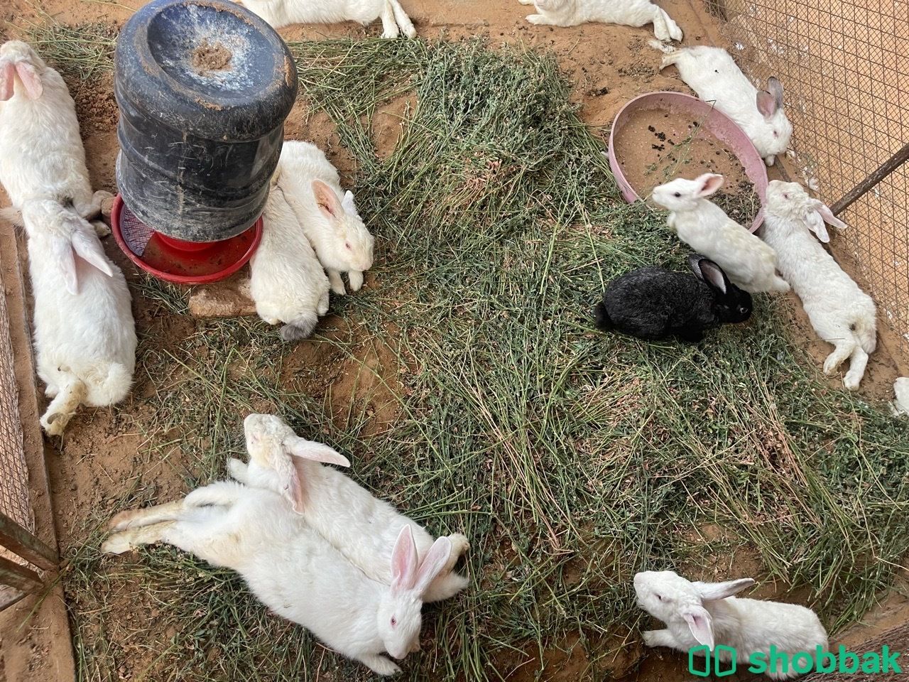 للبيع ارانب فرنسيه ذكور شباك السعودية