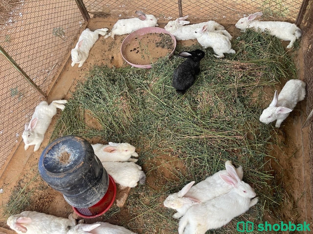 للبيع ارانب فرنسيه ذكور شباك السعودية