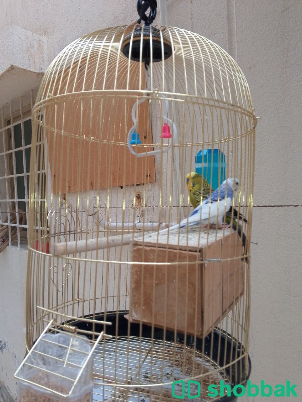 للبيع الفوري الدمام طيور جميلة  شباك السعودية