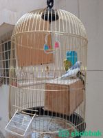 للبيع الفوري الدمام طيور جميلة  Shobbak Saudi Arabia