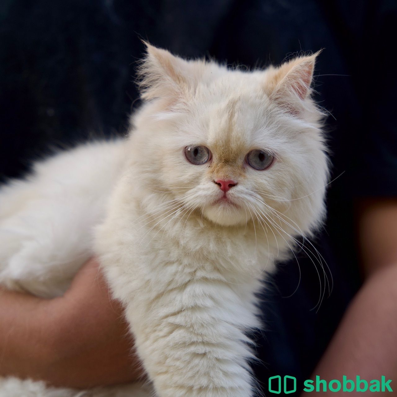 للبيع ثلاث قطط Shobbak Saudi Arabia
