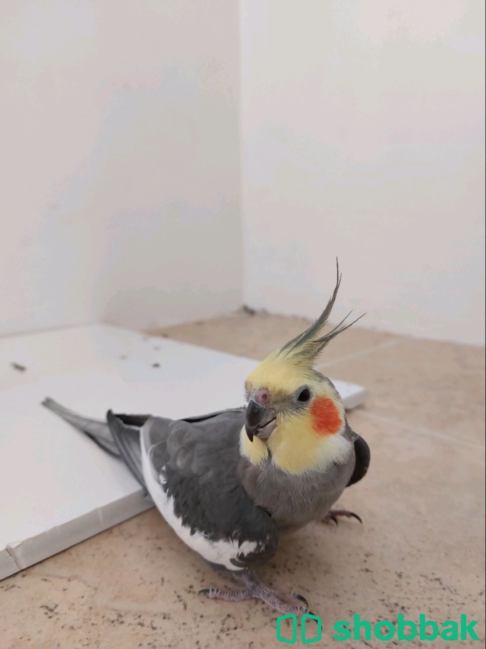 للبيع جوز كوكتيل  شباك البحرين