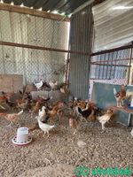 للبيع دجاج بلدي Shobbak Saudi Arabia