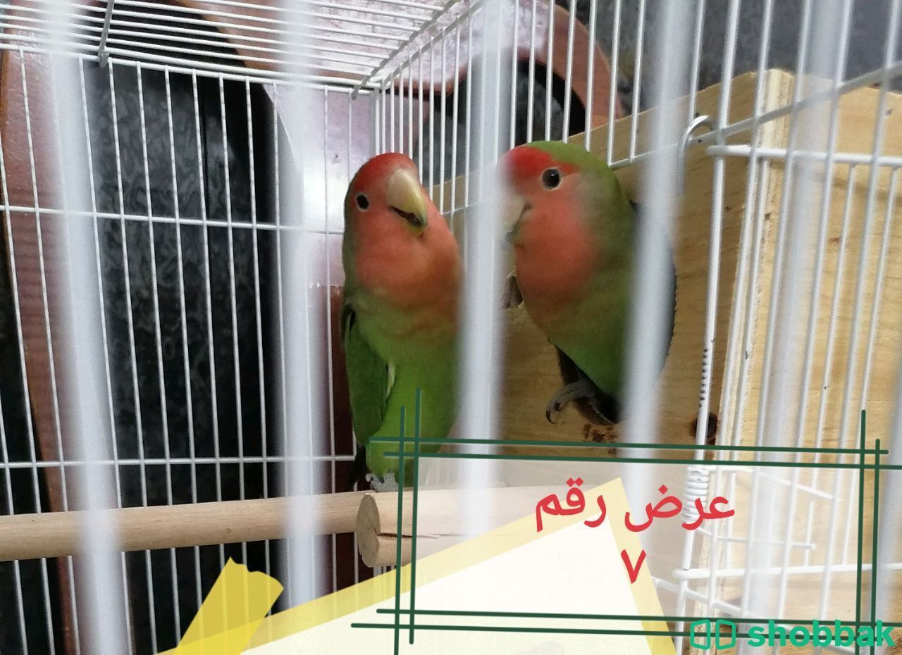 للبيع طيور أليفه ومتكلمه  Shobbak Saudi Arabia