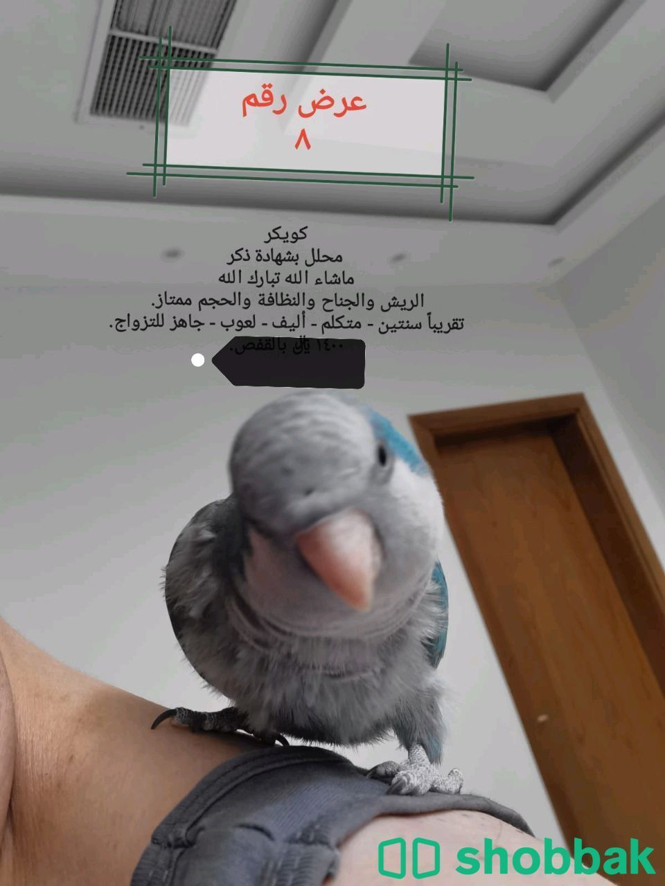 للبيع طيور أليفه ومتكلمه  Shobbak Saudi Arabia