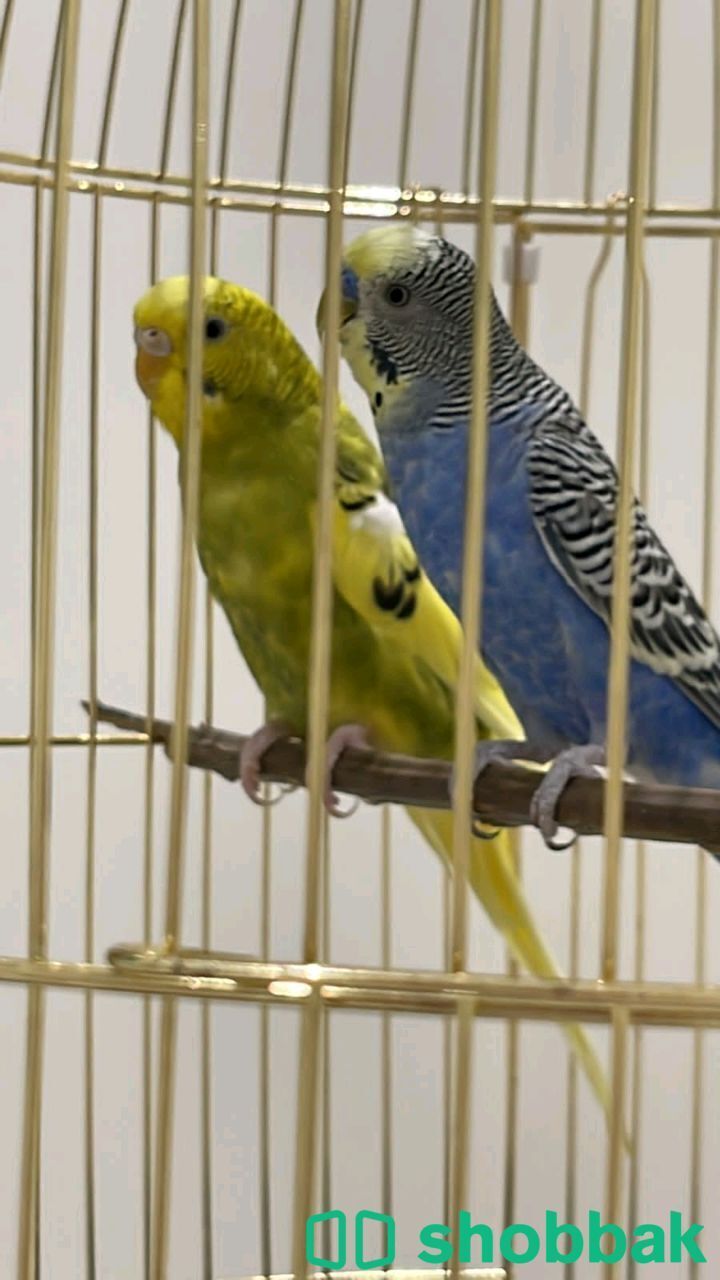 للبيع طيور الحب  Shobbak Saudi Arabia
