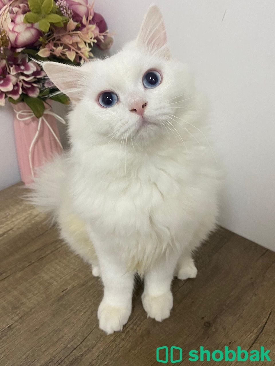 للبيع قط Shobbak Bahrain