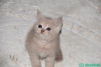 للبيع قطط سكوتش فولد (كيتن) Shobbak Saudi Arabia