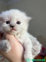 للبيع قطط سكوتشات العمر ٣٠ يوم  Shobbak Saudi Arabia