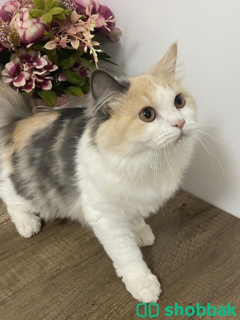 للبيع قطه شيرازية  شباك البحرين