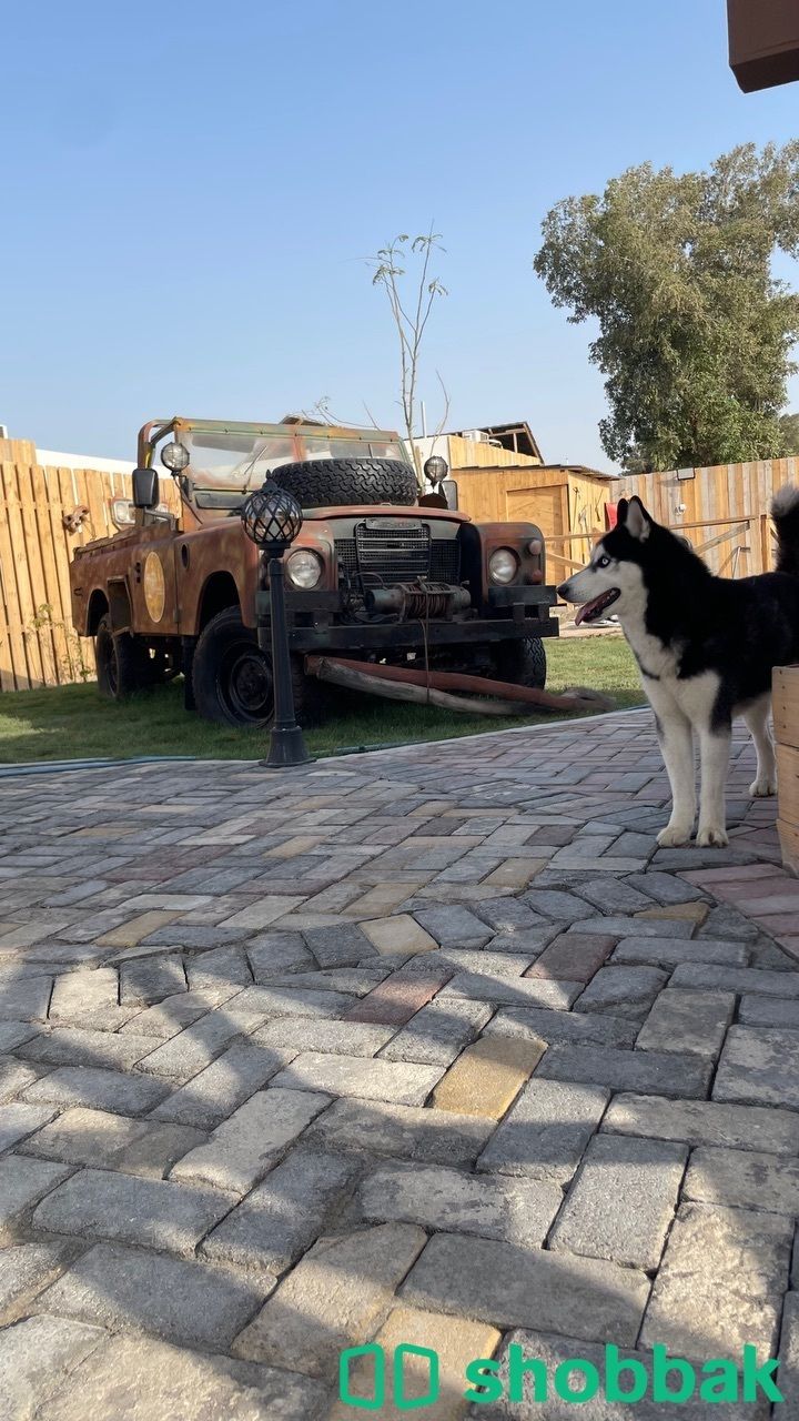 للبيع كلب هاسكي | Husky dog ​​for sale شباك البحرين