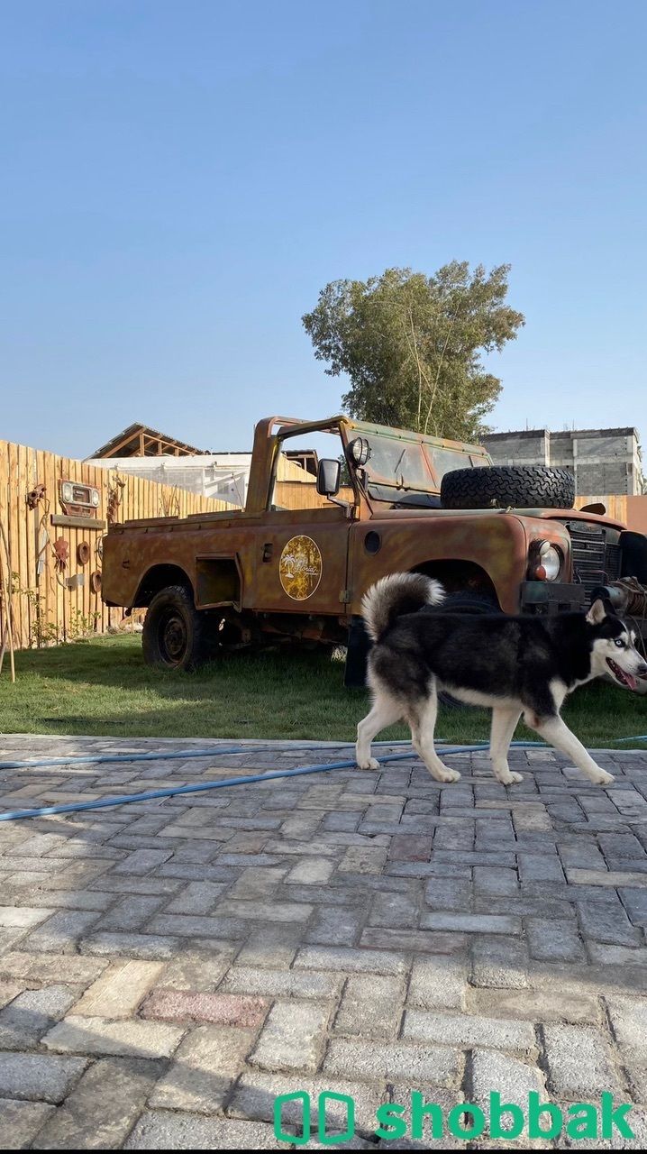 للبيع كلب هاسكي | Husky dog ​​for sale شباك البحرين