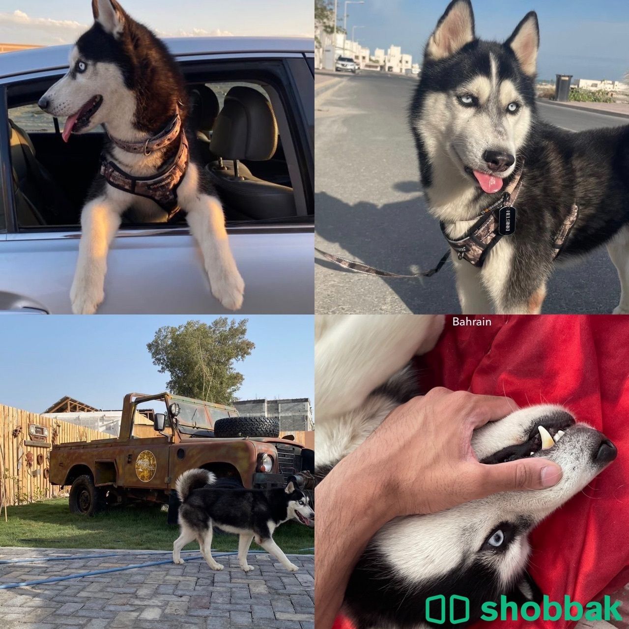 للبيع كلب هاسكي | Husky dog ​​for sale شباك البحرين