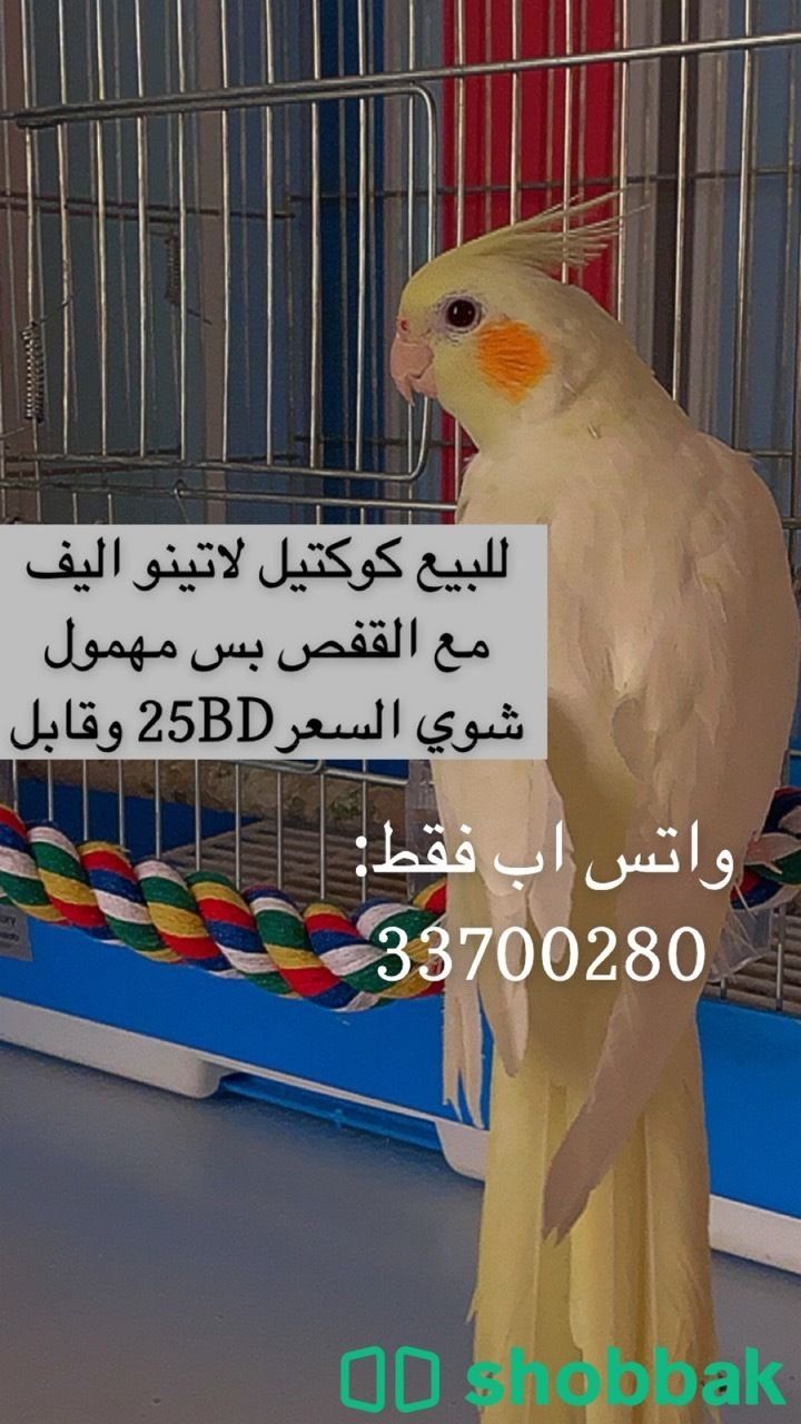للبيع كوكتيل لاتينو مع القفص  Shobbak Bahrain