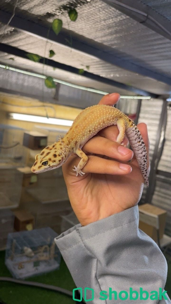 ليبرد كيقو Shobbak Saudi Arabia