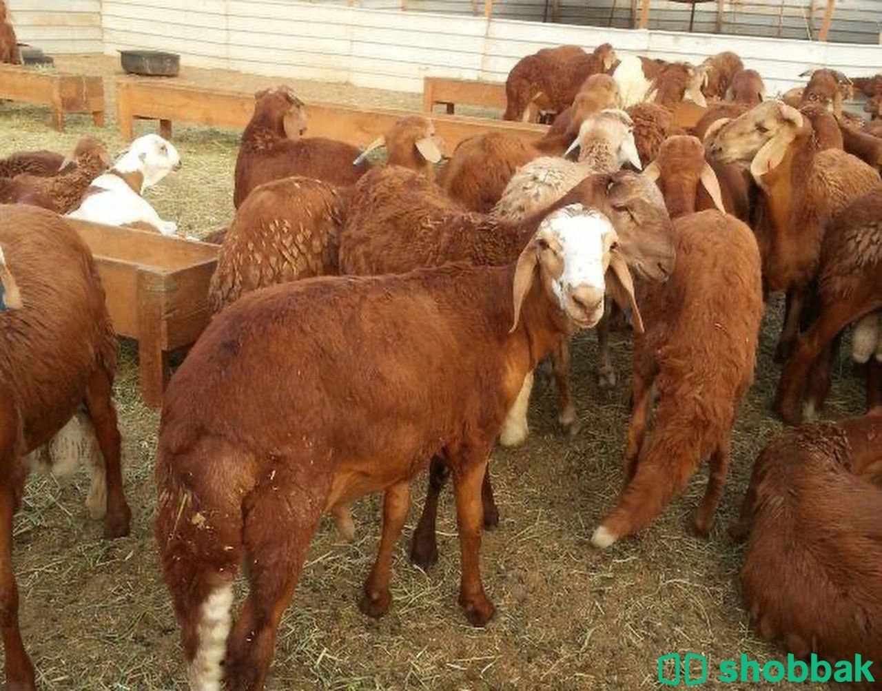 متخصصون في استيراد اللحوم من السودان Shobbak Saudi Arabia